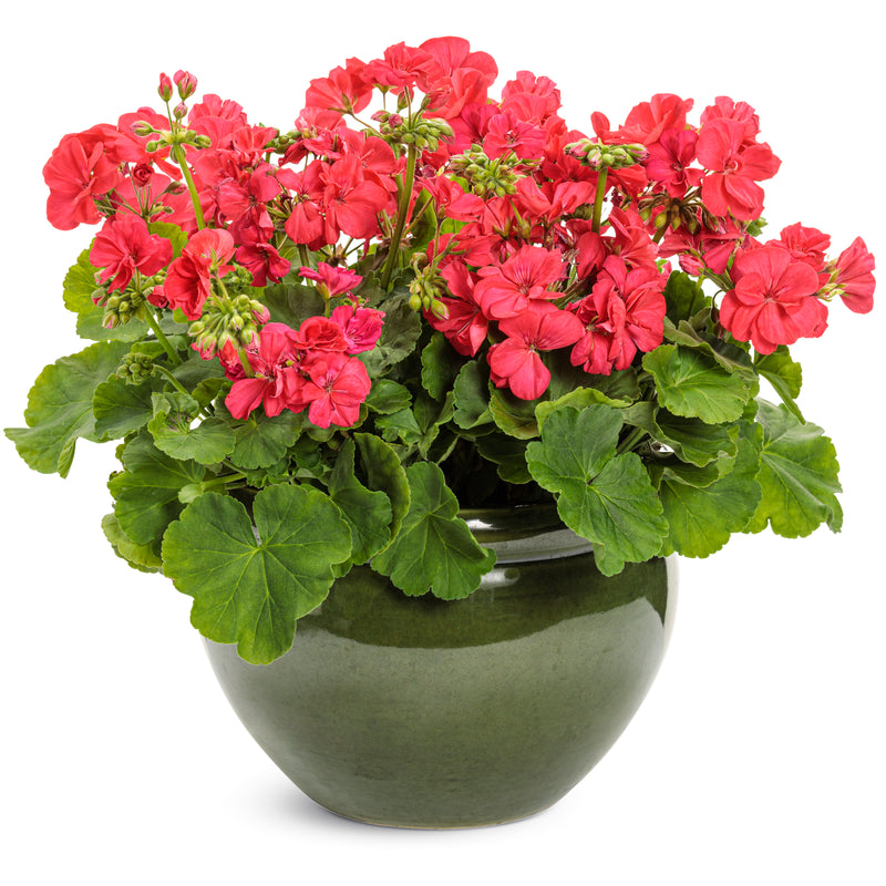 Boldly® Coral Geranium (Pelargonium interspecific)