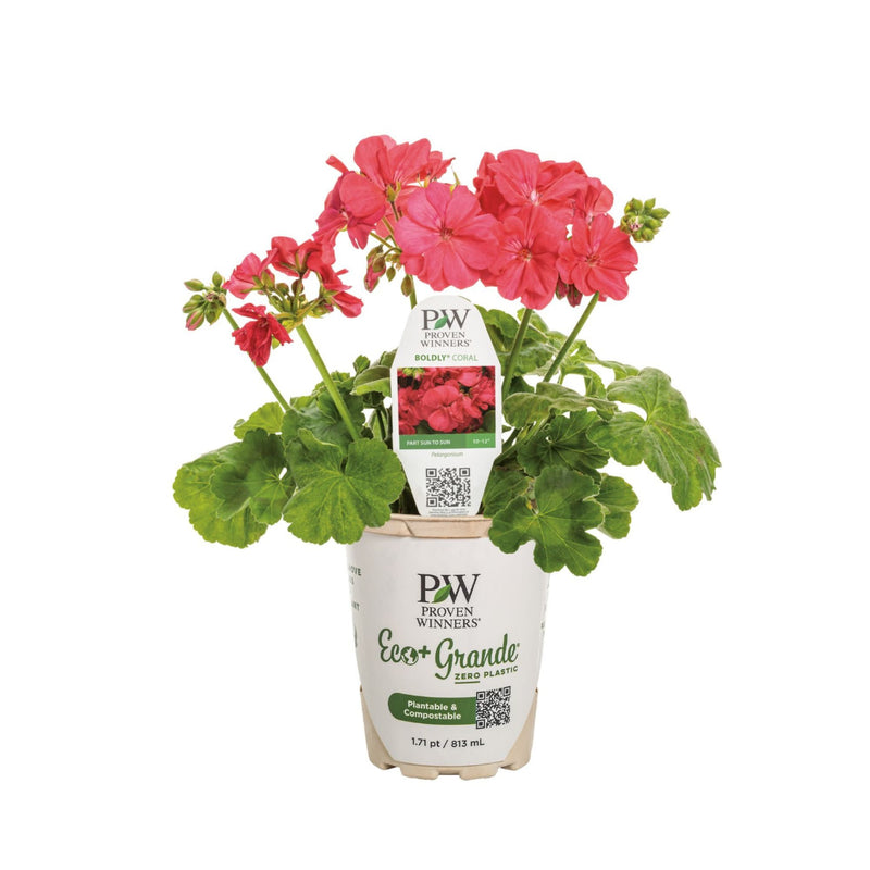 Boldly® Coral Geranium (Pelargonium interspecific)