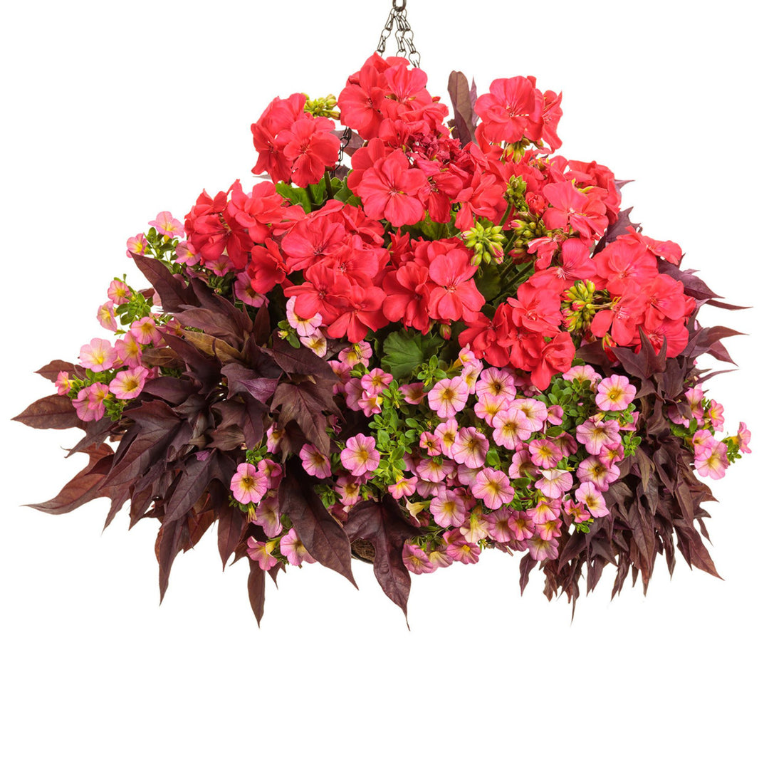 Boldly® Coral Geranium (Pelargonium interspecific)