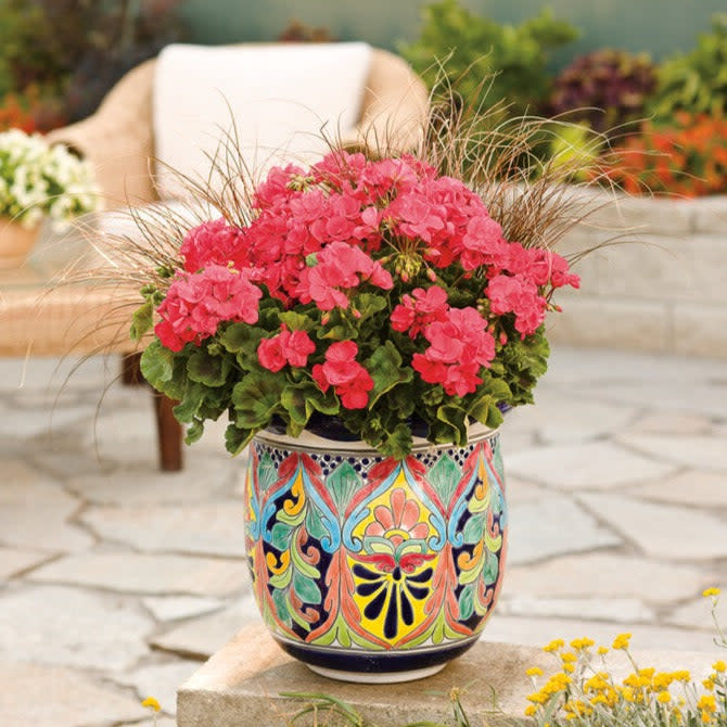 Boldly Coral Geranium in use.