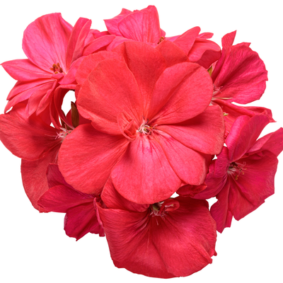 Boldly Coral Boldly Coral Geranium in macro.