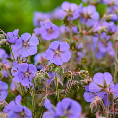 'Boom Chocolatta' Hardy Geranium (Geranium pratense)