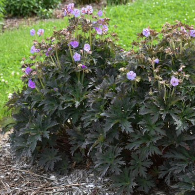 'Boom Chocolatta' Hardy Geranium in use.