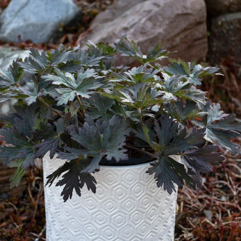 plant boom 'Boom Chocolatta' Hardy Geranium (Geranium pratense)