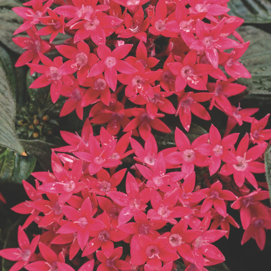 Sunstar® Red Egyptian Star Flower (Pentas lanceolata)