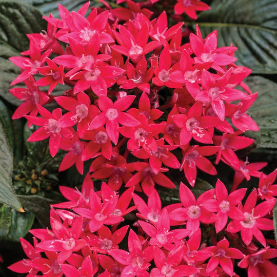 Sunstar® Red Egyptian Star Flower (Pentas lanceolata)