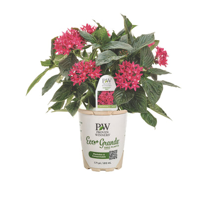 Sunstar® Red Egyptian Star Flower (Pentas lanceolata)