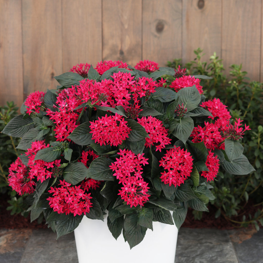 Sunstar Red Egyptian Star Flower in use.