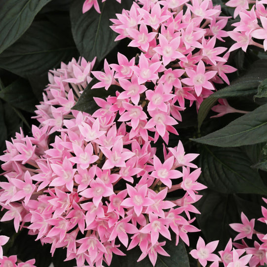 Sunstar® Pink Egyptian Star Flower (Pentas lanceolata)