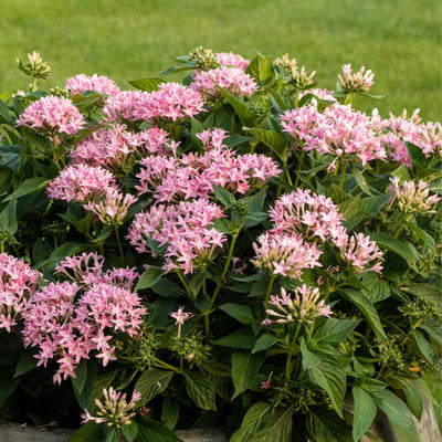 Sunstar® Pink Egyptian Star Flower (Pentas lanceolata)