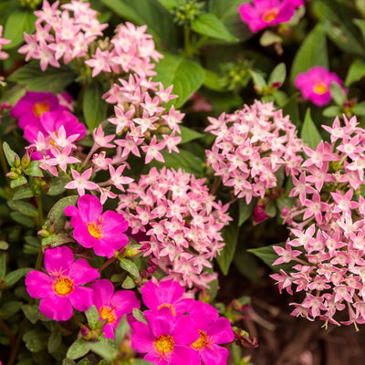 Sunstar® Pink Egyptian Star Flower (Pentas lanceolata)