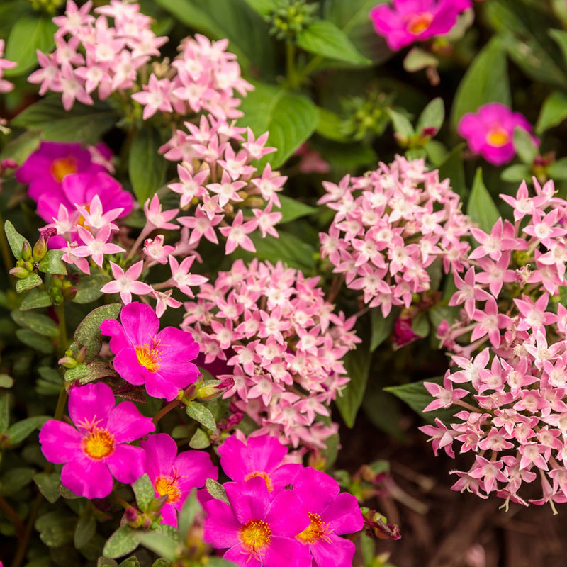 Sunstar® Pink Egyptian Star Flower (Pentas lanceolata)