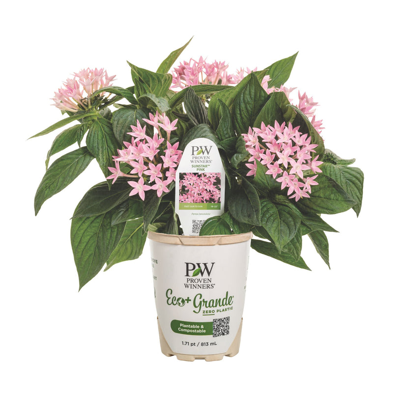 Sunstar® Pink Egyptian Star Flower (Pentas lanceolata)