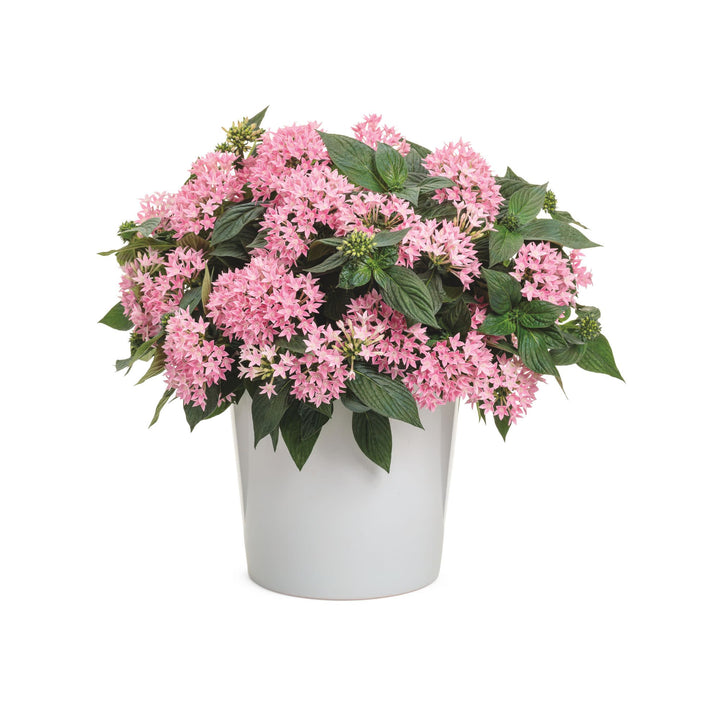Egyptian Star Flower | Sunstar® Pink | Proven Winners® Annuals