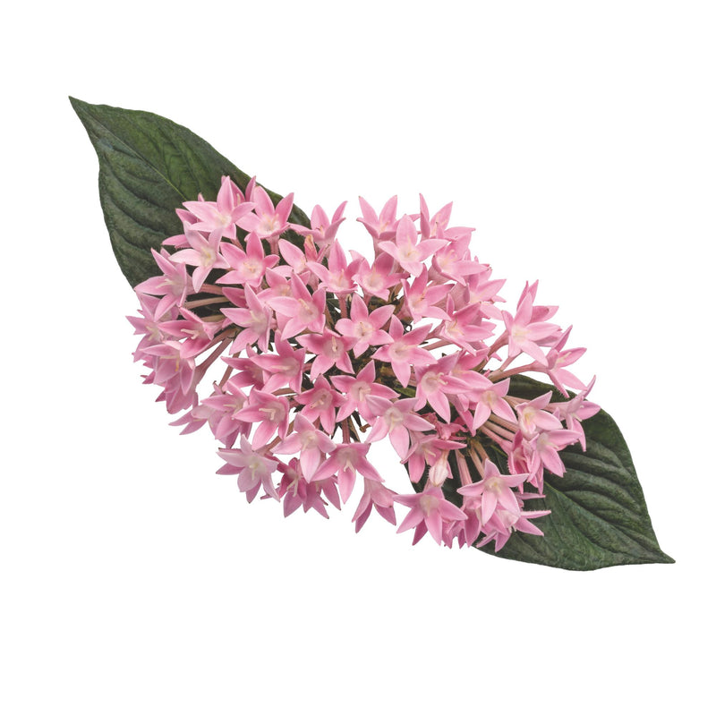 Sunstar® Pink Egyptian Star Flower (Pentas lanceolata)
