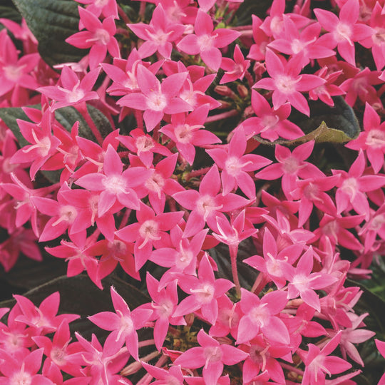 Sunstar® Rose Egyptian Star Flower (Pentas lanceolata)