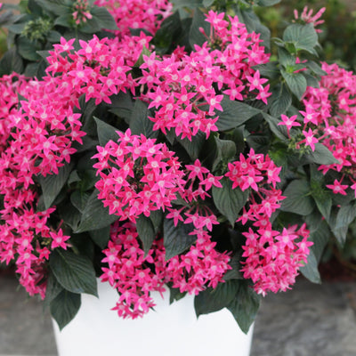 Sunstar® Rose Egyptian Star Flower (Pentas lanceolata)