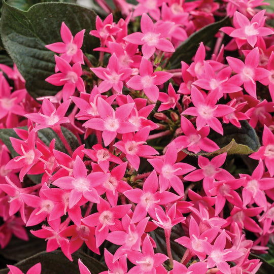 Sunstar® Rose Egyptian Star Flower (Pentas lanceolata)