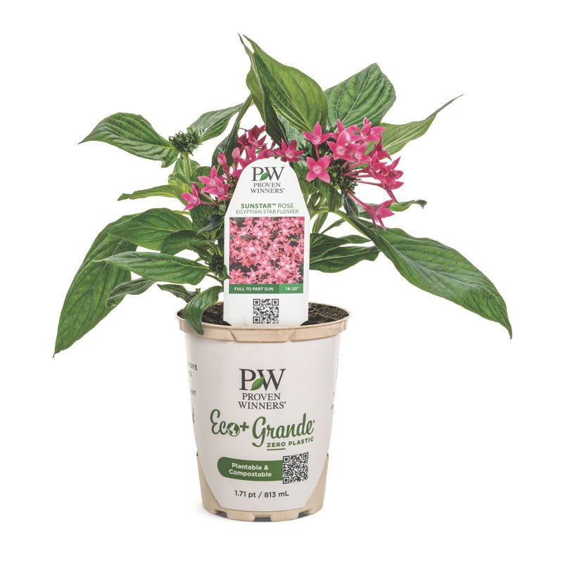 Sunstar® Rose Egyptian Star Flower (Pentas lanceolata)