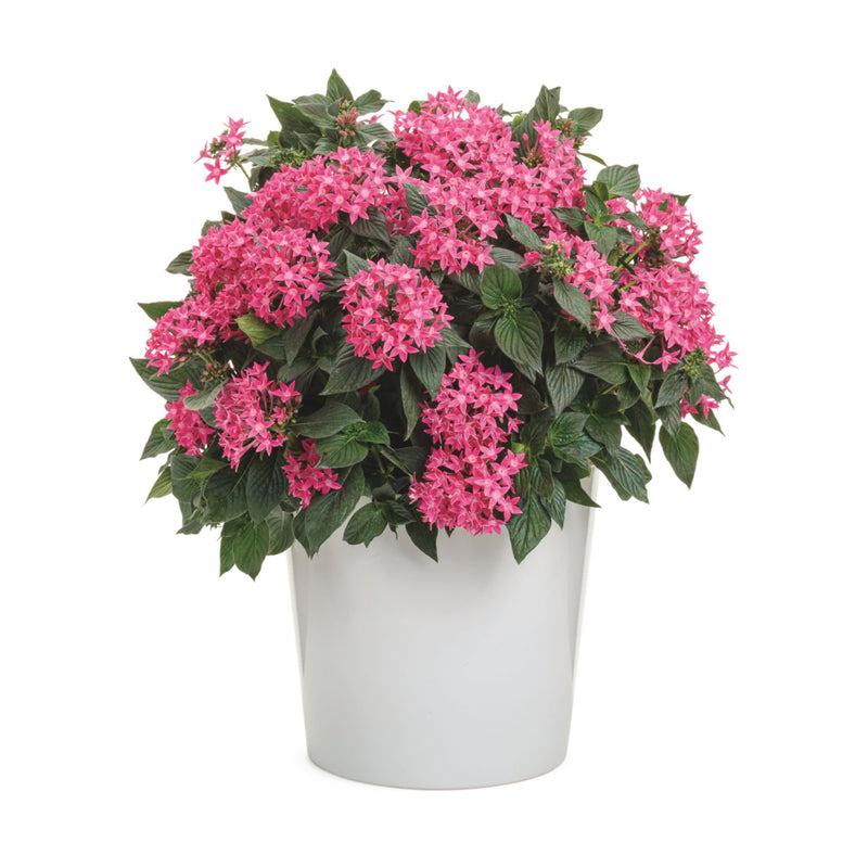 Sunstar® Rose Egyptian Star Flower (Pentas lanceolata)