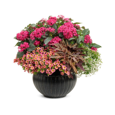 Sunstar® Rose Egyptian Star Flower (Pentas lanceolata)
