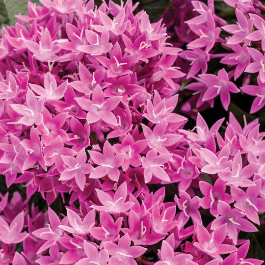 Sunstar® Lavender Egyptian Star Flower (Pentas lanceolata)