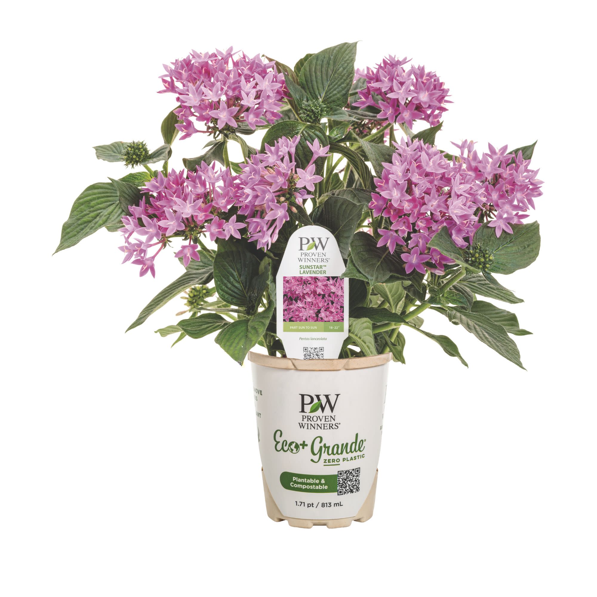 Egyptian Star Flower | Sunstar® Lavender | Proven Winners® Annuals