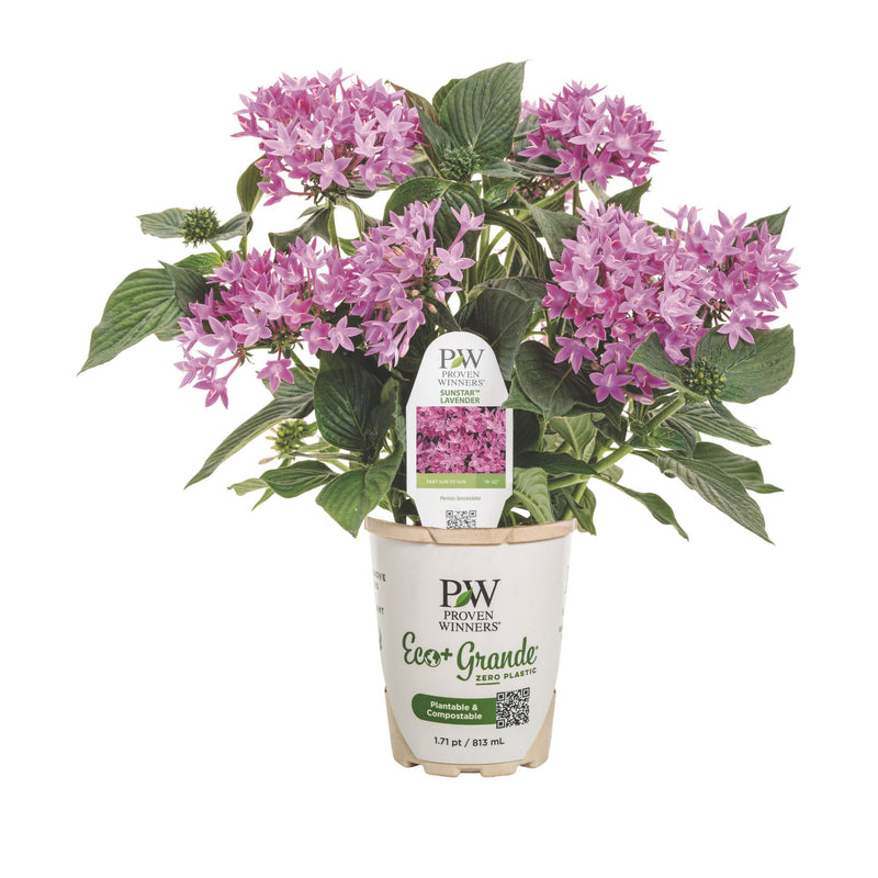 Sunstar® Lavender Egyptian Star Flower (Pentas lanceolata)