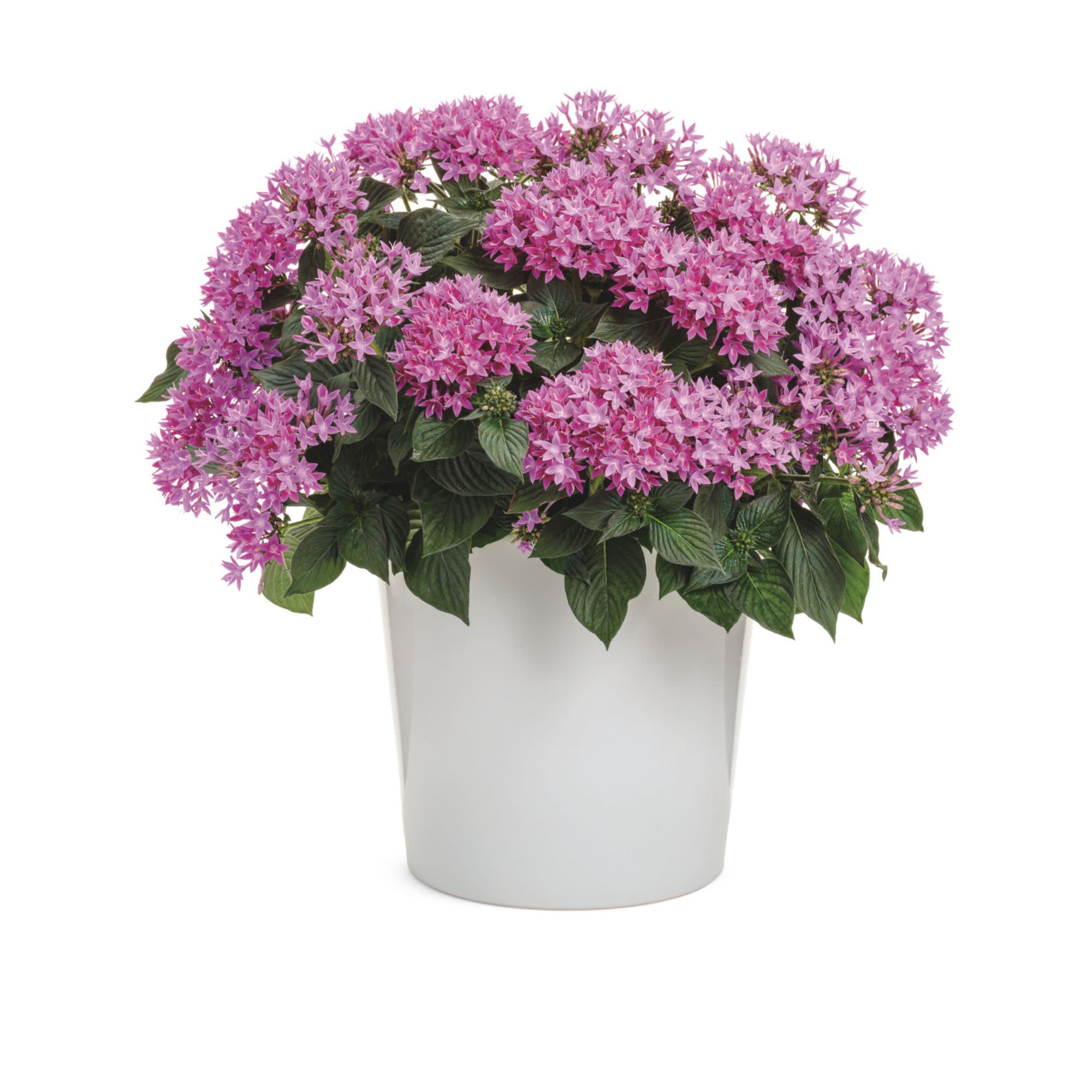 Egyptian Star Flower | Sunstar® Lavender | Proven Winners® Annuals