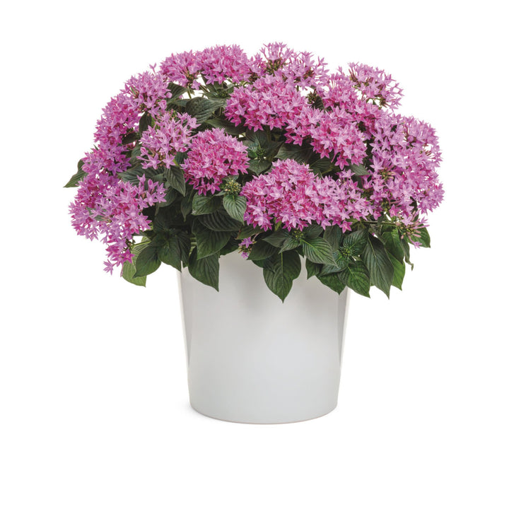 pentas lavender plant Sunstar® Lavender Egyptian Star Flower (Pentas lanceolata)