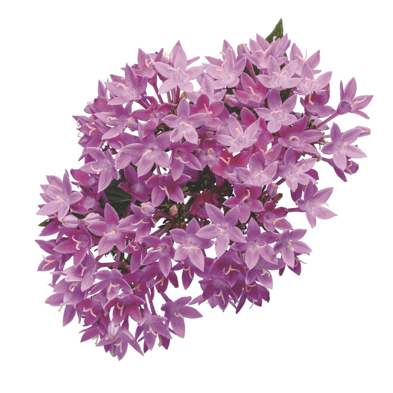 Sunstar® Lavender Egyptian Star Flower (Pentas lanceolata)