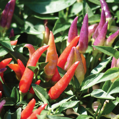 Proven Selections Sangria Ornamental Pepper up close.