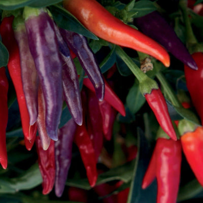 Proven Selections Sangria Ornamental Pepper up close.