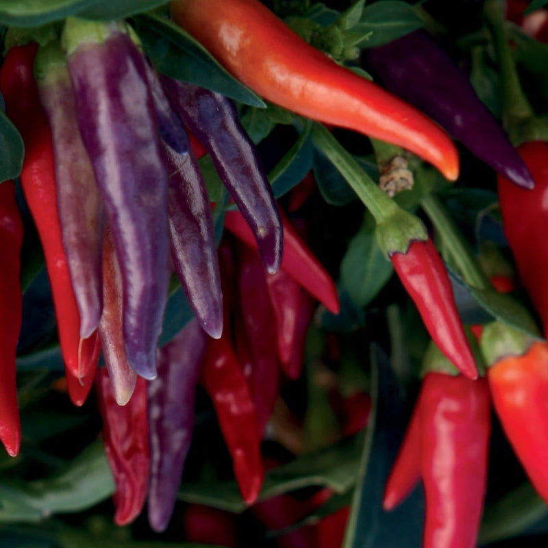 Proven Selections Sangria Ornamental Pepper up close.