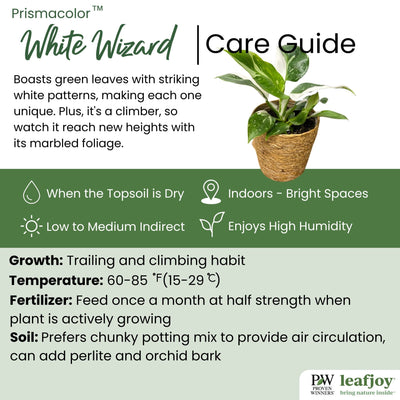 leafjoy® Prismacolor™ White Wizard Philodendron detailed care information.