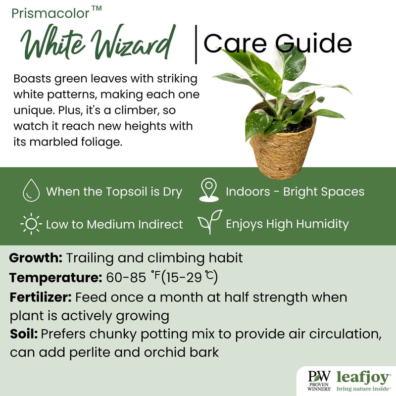 leafjoy® Prismacolor™ White Wizard Philodendron detailed care information.