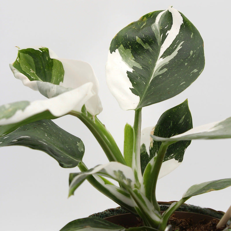 leafjoy Prismacolor White Wizard Philodendron up close.