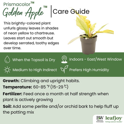 leafjoy® Prismacolor™ Golden Apple™ Philodendron detailed care information.