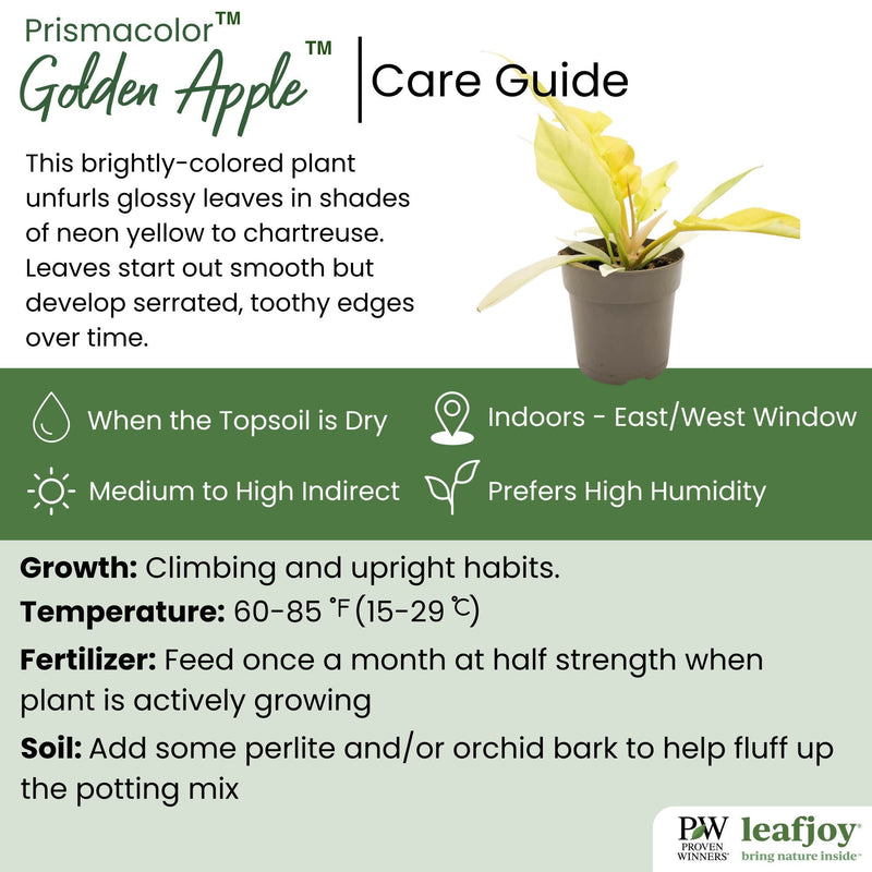 leafjoy® Prismacolor™ Golden Apple™ Philodendron detailed care information.