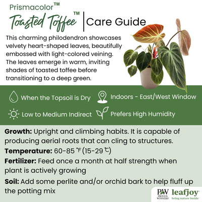 leafjoy® Prismacolor™ Toasted Toffee™ Philodendron hybrid detailed care information.