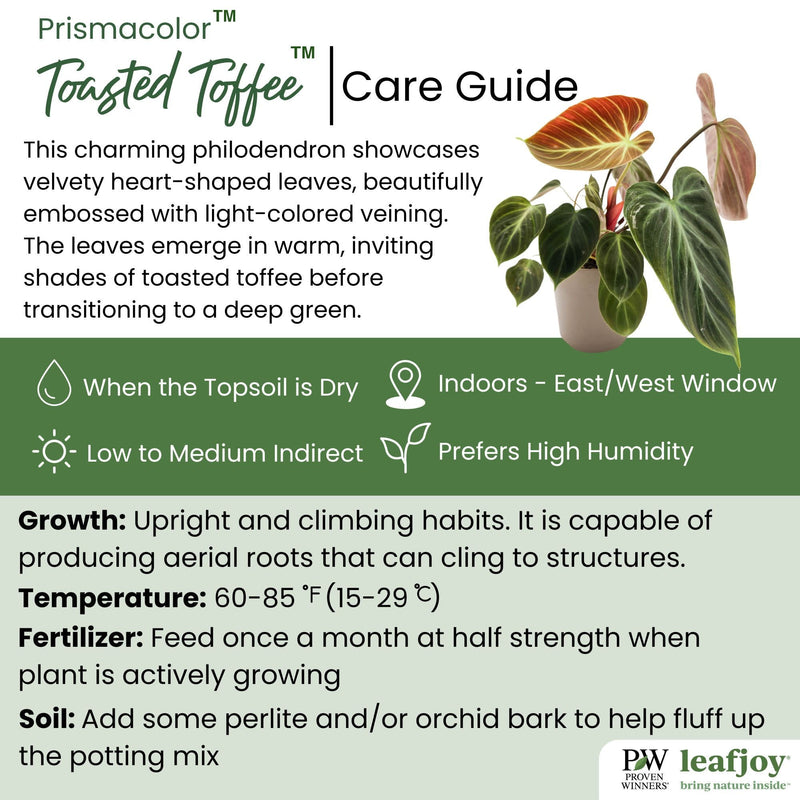 leafjoy® Prismacolor™ Toasted Toffee™ Philodendron hybrid detailed care information.