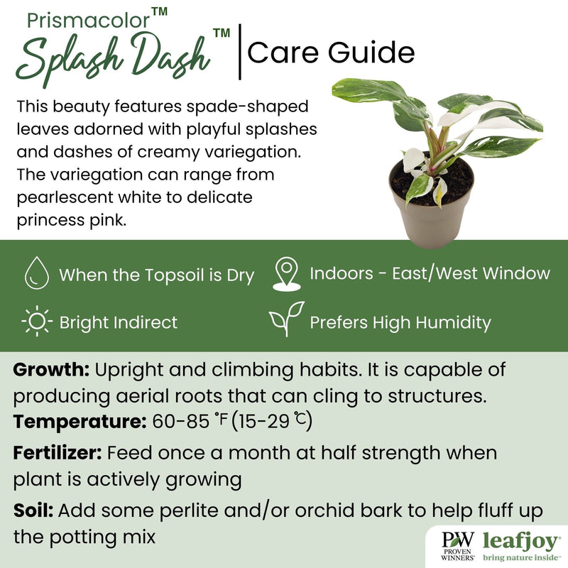 leafjoy® Prismacolor™ Splash Dash™ Philodendron hybrid detailed care information.