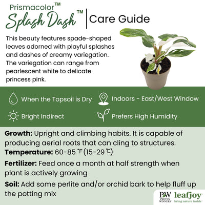 leafjoy® Prismacolor™ Splash Dash™ Philodendron (Philodendron hybrid)