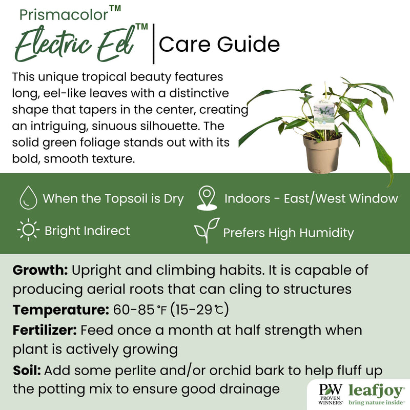 Prismacolor Electric Eel Philodendron detailed care information.