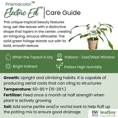 Prismacolor Electric Eel Philodendron detailed care information.