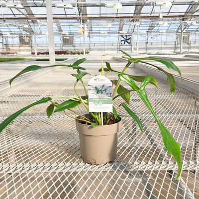 Prismacolor Electric Eel Philodendron hybrid in pot with tag in greenhouse.