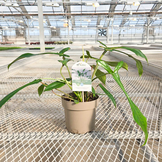 Prismacolor Electric Eel Philodendron hybrid in pot with tag in greenhouse.