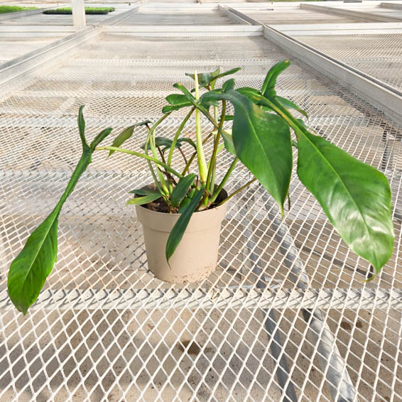 Prismacolor Electric Eel Philodendron hybrid in pot in greenhouse.