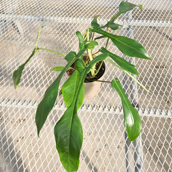 Prismacolor Electric Eel Philodendron hybrid in pot in greenhouse.