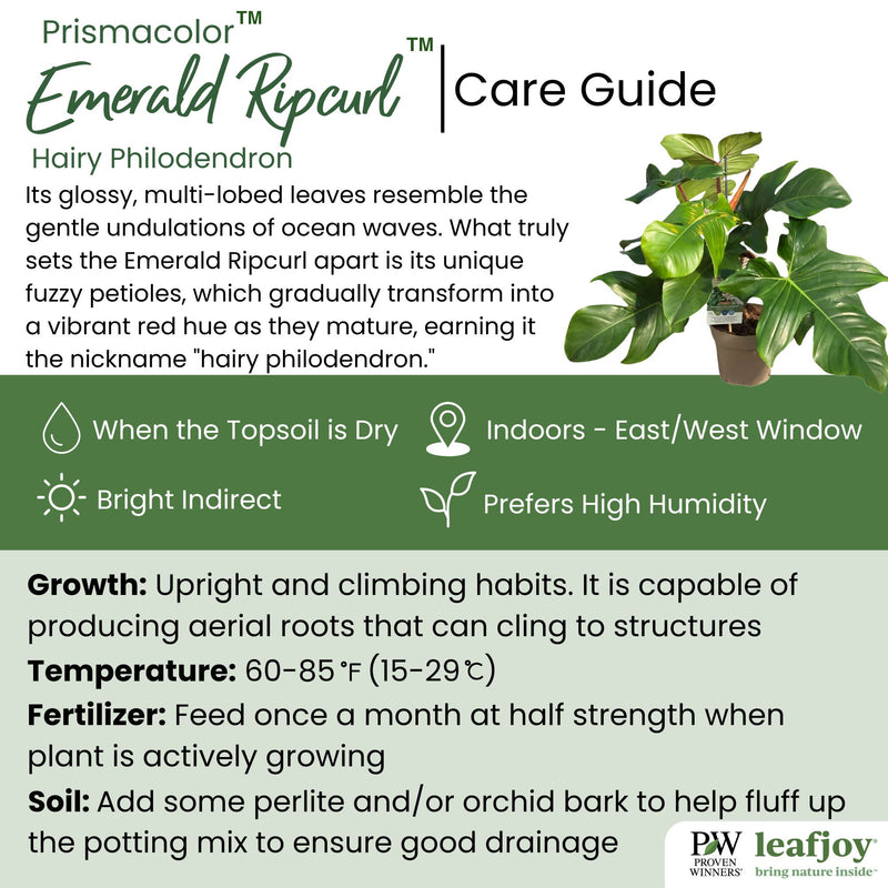 Prismacolor Emerald Ripcurl Hairy Philodendron detailed care information.